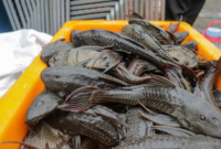 Foto: Ilustrasi Ikan sapu-sapu (Muhammad Reevanza/detikfoto)