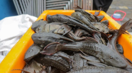 Foto: Ilustrasi Ikan sapu-sapu (Muhammad Reevanza/detikfoto)