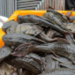 Foto: Ilustrasi Ikan sapu-sapu (Muhammad Reevanza/detikfoto)