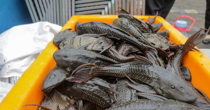 Foto: Ilustrasi Ikan sapu-sapu (Muhammad Reevanza/detikfoto)