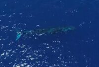 Foto: Paus biru muncur di perairan Gorontalo. (dok. istimewa)