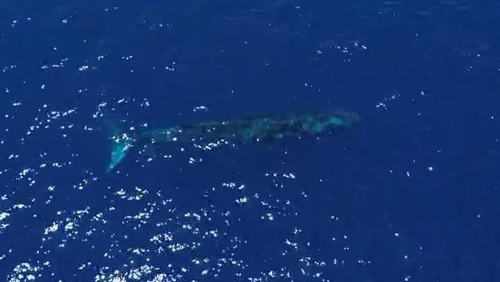 Foto: Paus biru muncur di perairan Gorontalo. (dok. istimewa)