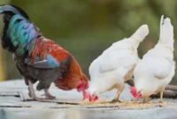 Foto: 10 Pakan Ayam Kampung Umur 1–3 Bulan agar Cepat Gemuk, Paling Banyak Dicari di 2026. (Illustration by Pexels)