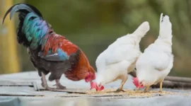Foto: 10 Pakan Ayam Kampung Umur 1–3 Bulan agar Cepat Gemuk, Paling Banyak Dicari di 2026. (Illustration by Pexels)