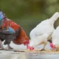 Foto: 10 Pakan Ayam Kampung Umur 1–3 Bulan agar Cepat Gemuk, Paling Banyak Dicari di 2026. (Illustration by Pexels)