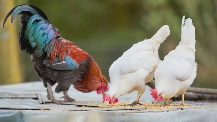 Foto: 10 Pakan Ayam Kampung Umur 1–3 Bulan agar Cepat Gemuk, Paling Banyak Dicari di 2026. (Illustration by Pexels)