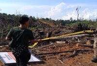 Ilustrasi kebun ilegal di Taman Nasional Kerinci Seblat.(Dok.KEMENHUT)