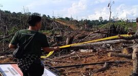 Ilustrasi kebun ilegal di Taman Nasional Kerinci Seblat.(Dok.KEMENHUT)