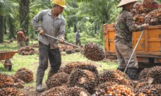 Harga TBS Sawit Jambi Turun ke Rp3.860 per Kg, Petani Kembali Lesu