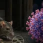 Ilustrasi Hantavirus. (AI)