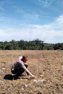 Polsek Pangkalan Kerinci Monitoring Lahan Jagung Warga untuk Dukung Ketahanan Pangan