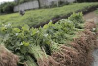 Foto: CNBC Indonesia/ Andrean Kristianto