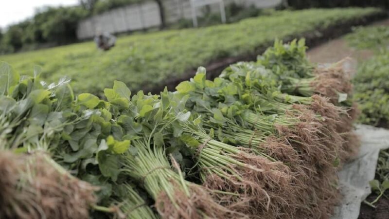 Foto: CNBC Indonesia/ Andrean Kristianto