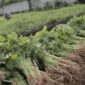 Foto: CNBC Indonesia/ Andrean Kristianto